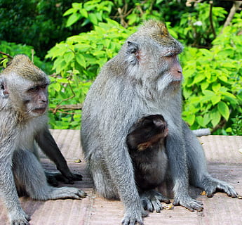 indonèsia, java, mico, maternitat, primat, guenon, tendresa, animals a la natura, fauna animal, dos animals, temes d'animals, animal, família d’animals, grup d’animals, mamífer, assegut, vertebrats, cap gent, dia, unió, naturalesa, animal jove, arbre, centrar-se en primer pla, mirant, a l'aire lliure, cura, 2K, CC0, domini públic, lliure de regalies