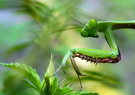 verd, mantis, planta, resant, selectiu, fotografia, insecte, error, Mantis religiosa, antenes, naturalesa, macro, a l'aire lliure, manti, resant manti, david clode, Austràlia, color verd, temes d'animals, animal, fauna animal, animals a la natura, un animal, invertebrat, primer pla, centrar-se en primer pla, part de la planta, full, cap gent, part del cos dels animals, dia, enfocament selectiu, 4K, CC0, domini públic, lliure de regalies