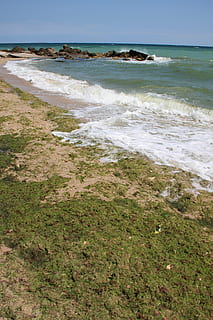 algues, platja, cobert, verd, mar, aigua, plantes, terra, bellesa a la natura, moviment, escenics - natura, onada, esport, naturalesa, dia, cap gent, horitzó, esport aquàtic, cel, planta, horitzó sobre l’aigua, a l'aire lliure, 4K, CC0, domini públic, lliure de regalies