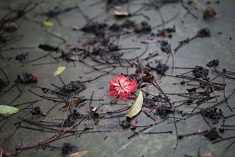 fiore, rosso, dopo aver piovuto, primavera, bandiera, pianta, natura, crescere, all'aperto, vita, colore, verde, bellezza nella natura, parte vegetale, giorno, pianta fiorita, foglia, nessuno, vista dall'alto, fragilità, vulnerabilità, autunno, avvicinamento, asciutto, freschezza, messa a fuoco selettiva, crescita, colore rosa, modificare, le foglie, testa di fiore, 2K, CC0, dominio pubblico, privo di copyright