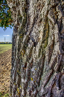registre, escorça, estructura, naturalesa, tribu, gra, textura, fusta, tancar, paisatge, hdr, rang dinàmic alt, contrast, tronc, tronc de l'arbre, planta, arbre, creixement, dia, cap gent, primer pla, aspre, escorça de la planta, patró natural, a l'aire lliure, bellesa a la natura, patró, centrar-se en primer pla, terra, camp, liquen, 5K, CC0, domini públic, lliure de regalies