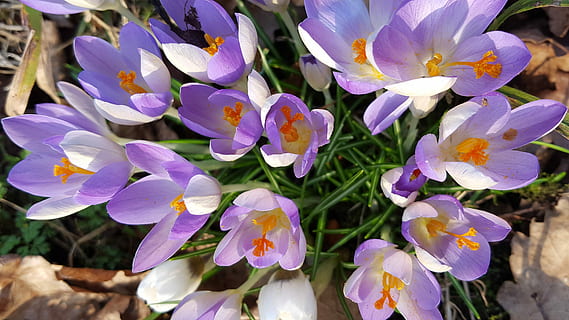 safrà, primavera, flor, florir, marxa, pètal, porpra, fragilitat, cap de flor, frescor, planta amb flors, vulnerabilitat, planta, bellesa a la natura, primer pla, creixement, inflorescència, naturalesa, dia, cap gent, a l'aire lliure, botànica, camp, terra, pol·len, iris, Ram de flors, 5K, CC0, domini públic, lliure de regalies