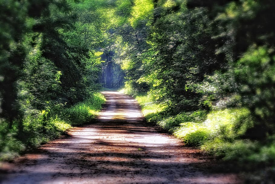 bosc, Camí, lluny, arbres, camí forestal, verd, humor, idil·li, llum i ombra, arbre, cap gent, naturalesa, dia, a l'aire lliure, direcció, el camí a seguir, terra, planta, sendera, creixement, tranquil·litat, bellesa a la natura, color verd, transport, perspectiva decreixent, llum solar, caminar, carretera, 2K