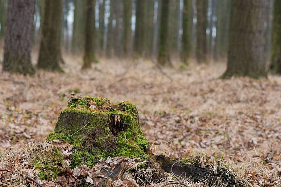 foto, arbre, envoltat, sec, fulles, naturalesa, monyó, bosc, boira, la vida, bolets, fons, tronc de l'arbre, a l'aire lliure, dia, terra, planta, tronc, cap gent, centrar-se en primer pla, tranquil·litat, molsa, medi ambient, arbre de coníferes, monstre de l'arbre, escenics - natura, creixement, pi, escorça, bosc de pi, 1080P