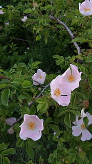 Hagebutte, rosa, Blume, Ast, Stecker, Wald, wild, Natur, Italien, Beere, Pflanze, Bäume, Grün, Blätter, Strauch, rot, Berg, Kampagne, Berge, Baum, Laub, Landschaft, Himmel, Blatt, Herbst, Pflanzen, Herbstwald, Farbe, Farben, In den Wald, braun, Flora, blühende Pflanze, Wachstum, Schönheit in der Natur, Zerbrechlichkeit, Verletzlichkeit, Frische, Blütenblatt, Blütenkopf, Blütenstand, Nahansicht, Pflanzenteil, weiße Farbe, keine Leute, Tag, grüne Farbe, pinke Farbe, Pollen, draußen, Frühling, lila, Weichheit, 4K, CC0, gemeinfrei, lizenzfrei