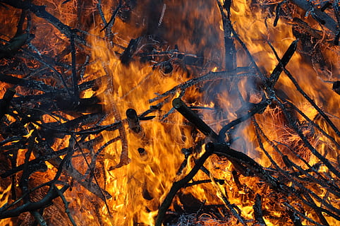 ogień, ciepło, płomień, ogień - zjawisko naturalne, palenie, pożar lasu, ciepło - temperatura, spalony, drzewo, drewno - materiał, Natura, drewno, ognisko, wylądować, kolor pomarańczowy, drewno kominkowe, log, żadnych ludzi, las, rozjarzony, środowisko, na dworze, zmiana, 4K, CC0, domena publiczna, darmowe zdjęcia