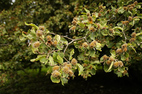 nozes de faia, faia, ramo, natureza, árvore, folha, crescimento, plantar, fechar-se, parte da planta, cor verde, beleza na natureza, dia, ninguém, frescura, flor, focar em primeiro plano, vulnerabilidade, fragilidade, ao ar livre, planta com flores, foco seletivo, luz solar, 4K, CC0, domínio público, royalty free
