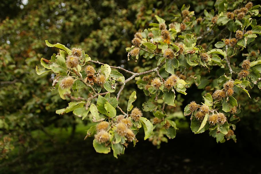 femelles de faig, faig, branca, naturalesa, arbre, full, creixement, planta, primer pla, part de la planta, color verd, bellesa a la natura, dia, cap gent, frescor, flor, centrar-se en primer pla, vulnerabilitat, fragilitat, a l'aire lliure, planta amb flors, enfocament selectiu, llum solar, 4K