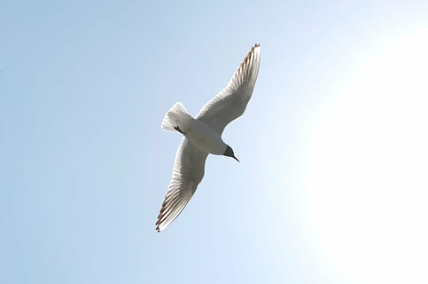 gavina, cel, kunming, volar, ocell, volant, naturalesa, animal, vida salvatge, ala dels animals, mar, blau, blanc, llibertat, ocells marins, ales separades, vista d’angle baix, vertebrats, temes d'animals, animals a la natura, fauna animal, un animal, cel clar, a l'aire, cap gent, moviment, Color blanc, dia, còpia espai, a l'aire lliure, 2K, CC0, domini públic, lliure de regalies