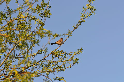 ptak, dunnock, drzewo, wierzba, Oddział, niebo, dzień, zwierzęca przyroda, niski kąt widzenia, roślina, zwierzęta na wolności, czyste Niebo, zwierzę, wzrost, perching, tematy zwierzęce, kręgowiec, jedno zwierzę, żadnych ludzi, Natura, niebieski, piękno natury, na dworze, orzeł, 4K, CC0, domena publiczna, darmowe zdjęcia