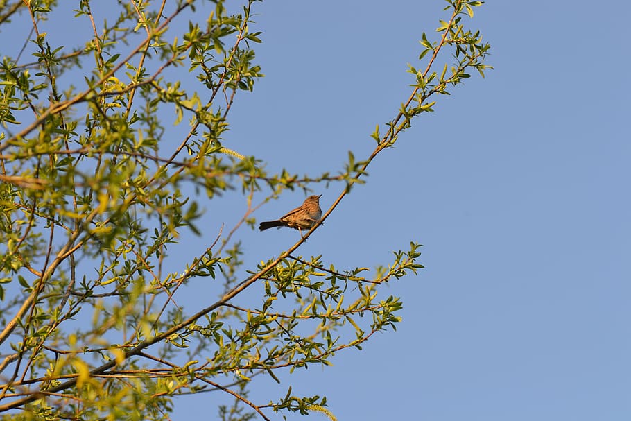 ocell, dunnock, arbre, salze, branca, cel, dia, fauna animal, vista d’angle baix, planta, animals a la natura, cel clar, animal, creixement, posat, temes d'animals, vertebrats, un animal, cap gent, naturalesa, blau, bellesa a la natura, a l'aire lliure, àguila, 4K