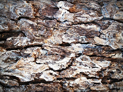 escorça, arbre, fusta, pi, fons, resum, pell, pissarra, superfície, primer pla, aspre, natural, marró, podrit, línia, història, corroït, corrosió, vell, tauler, macro, protecció, detallat, envelliment, paret, temps, graner, bosc, textura, disseny, planta, tronc, antiguitat, silvicultura, grunge, traçat, accidentat, naturalesa, medi ambient, detall, patró, resistent, fusteria, sec, material, material de fusta, marc complet, cap gent, tronc de l'arbre, escorça de la planta, dia, a l'aire lliure, patró natural, primer pla extrem, efecte texturat, 2K, CC0, domini públic, lliure de regalies