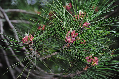 Kiefernnadel, Kiefer, Natur, Wald, Norden, Baum, natürlich, Bauholz, draußen, Pflanze, Wachstum, grüne Farbe, Schönheit in der Natur, Nahansicht, Tag, keine Leute, Fokus auf den Vordergrund, Blatt, Blume, Pflanzenteil, Ruhe, Nadelbaum, Frische, Zerbrechlichkeit, blühende Pflanze, Nadel - Pflanzenteil, Blütenkopf, 4K, CC0, gemeinfrei, lizenzfrei