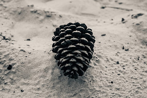Schuss, Baumkegel, Nahansicht, Baum, Kegel, Natur, Strand, Sand, keine Leute, Tag, Land, Tannenzapfen, Fokus auf den Vordergrund, Muster, High Angle View, texturiert, schwarze Farbe, Rock, draußen, Ruhe, Schönheit in der Natur, Rock - Objekt, Sonnenlicht, natürliches Muster, 4K, CC0, gemeinfrei, lizenzfrei