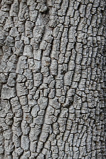 Baum, Borke, Hintergrund, Hintergrund ist, Desktop, Textur, Material, Vollbild, Hintergründe, texturiert, keine Leute, Muster, Nahansicht, Tag, grau, Rau, natürliches Muster, Elefant, Tierhaut, faltig, Fülle, Natur, Tier, draußen, Tierthemen, holperig, große gruppe von gegenständen, 5K, CC0, gemeinfrei, lizenzfrei