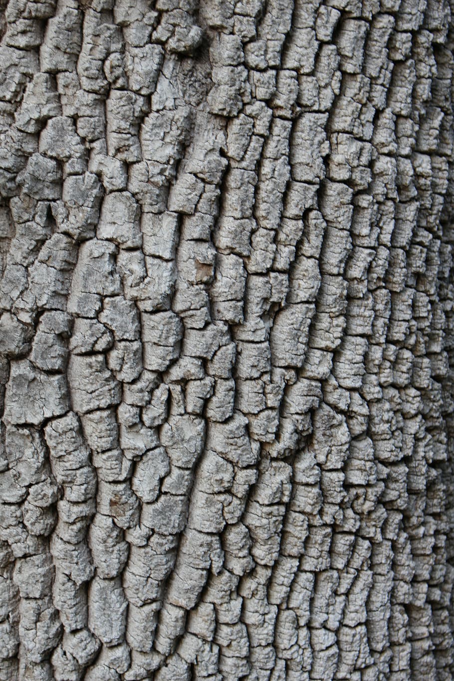 arbre, escorça, fons, el fons és, escriptori, textura, material, marc complet, cap gent, patró, primer pla, dia, gris, aspre, patró natural, elefant, pell d’animals, arrugat, abundància, naturalesa, animal, a l'aire lliure, temes d'animals, bumpy, gran grup d'objectes, 5K