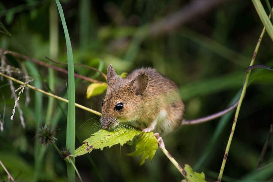 fotografia da vida selvagem, roedor, verde, folha, rato, perto, pele, nager, ratos, roedores, olhos de botão, peludo, doce, curioso, rato marrom, animal, mundo animal, um animal, animais selvagens, temas animais, mamífero, animais em estado selvagem, ninguém, natureza, plantar, ao ar livre, vertebrado, fechar-se, parte da planta, dia, floresta, foco seletivo, bigode, pequeno, 5K