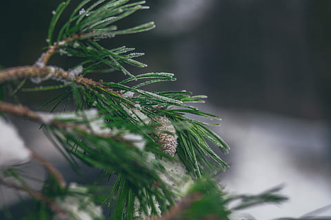 tæt på, Foto, grankogle, nærbillede fotografering, fyrblad, træ, løv, afdeling, fyrretræ, plante, grøn farve, nåletræ, Pinaceae, natur, vækst, selektiv fokusering, nål - plante del, ingen mennesker, plante del, blad, skønhed i naturen, dag, udendørs, fokus på forgrunden, fyrreskov, regndråbe, 5K, CC0, offentligt domæne, royaltyfrie