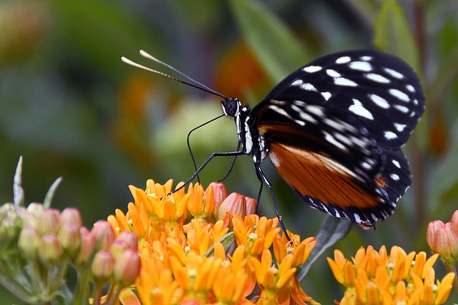 papallona, insecte, ala, volar, animal, insecte, ala, negre, taronja, blanc, broquets d’aspiració, fulles, cames, tancar, dibuix, flors, hecale daurat, Heliconius hecale, naturalesa, petit, cap, criatura, insecte de vol, món animal, casa de papallones, flor, planta, un animal, a l'aire lliure, invertebrat, fauna animal, temes d'animals, planta amb flors, animals a la natura, fragilitat, bellesa a la natura, vulnerabilitat, primer pla, papallona - insecte, pètal, cap de flor, frescor, ala dels animals, inflorescència, cap gent, polinització, pol·len, 4K