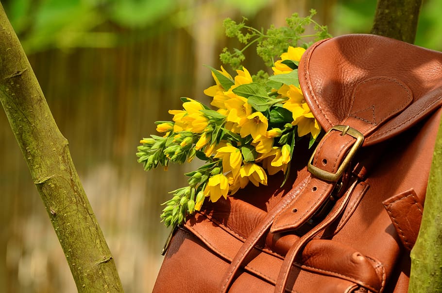 la motxilla a l'arbre, motxilla, cuir marró, tancament, sivella, costura de cuir, béns de cuir, bouquet, goldfelberich, flors grogues, natura morta, rústic, dia de la mare, targeta de felicitació, aniversari, romàntic, gràcies, salutació, florir, postal, planta, naturalesa, flor, sabata, cap gent, planta amb flors, marró, cuir, dia, primer pla, arrencada, a l'aire lliure, bellesa a la natura, creixement, color verd, arma, bossa, llum solar, full, roba de treball protectora, 4K