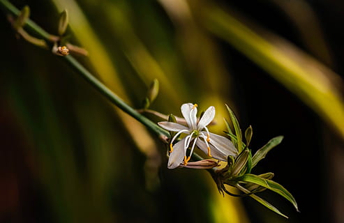 Florzinha, natureza, plantar, flor, planta com flores, beleza na natureza, frescura, fechar-se, folha, parte da planta, crescimento, pétala, ninguém, cor verde, comida e bebida, Comida, foco seletivo, ao ar livre, fragilidade, botânica, focar em primeiro plano, primavera, cabeça de flor, 5K, CC0, domínio público, royalty free