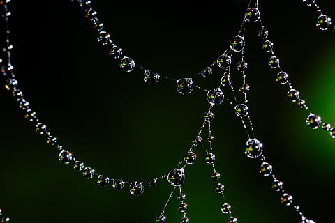 vodní rosa, pavoučí síť, bokeh, rosa, web, Příroda, pavouk, hmyz, pavučina, vzor, síť, makro, přírodní, zelená, venkovní, pavoukovec, pokles, volně žijících živočichů, les, past, voda, hedvábí, divoký, životní prostředí, design, vlákno, spojení, zvíře, textura, barva, šperky, náhrdelník, detail, nikdo, studio shot, bohatství, luxus, korálek, venku, lesklý, černé pozadí, krystal, elegance, drahokam, zranitelnost, krása v přírodě, čistota, 5K, CC0, veřejná doména, bez autorských práv