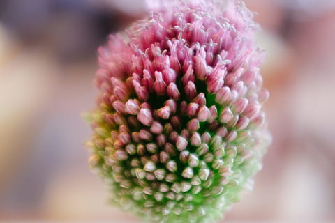 fleur se bouchent, fleur, fermer, la nature, plante, macro, fleur simple, se concentrer sur le premier plan, fragilité, plante à fleurs, beauté dans la nature, fraîcheur, couleur rose, vulnérabilité, tête de fleur, pétale, personne, inflorescence, croissance, mise au point sélective, journée, pivoine, arrangement de fleurs, bouquet, 4K, CC0, domaine public, libre de droits
