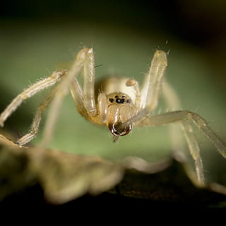 macro shot photo, beige, spider, closeup, photography, yellow, insect, bug, translucent, macro, animal themes, one animal, animal, invertebrate, close-up, animal wildlife, animals in the wild, arachnid, arthropod, nature, no people, animal body part, selective focus, day, outdoors, zoology, animal leg, poisonous, 2K, CC0, public domain, royalty free