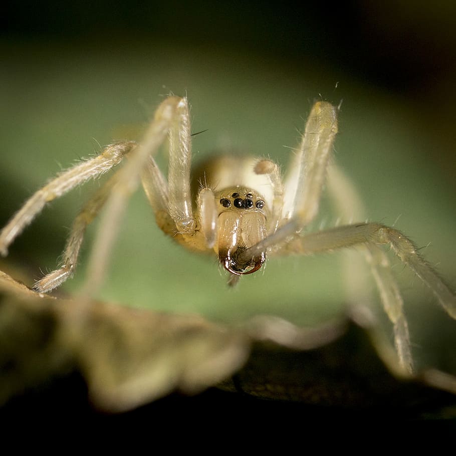 Makroaufnahme Foto, Beige, Spinne, Nahansicht, Fotografie, Gelb, Insekt, Fehler, durchscheinend, Makro, Tierthemen, ein Tier, Tier, wirbellos, Tierwelt, Tiere in freier Wildbahn, Spinnentier, Gliederfüßer, Natur, keine Leute, Tierkörperteil, selektiver Fokus, Tag, draußen, Zoologie, Tierbein, giftig, 2K