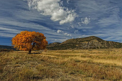 taronja, arbre, muntanya, blanc, núvols, blau, cel, fotografia de paisatge, caure, núvol, paisatge, naturalesa, tardor, sec, camp, fulles, full, dennis buchner, Nou Mèxic, planta, medi ambient, bellesa a la natura, núvol - cel, escenics - natura, terra, tranquil·litat, herba, escena tranquil·la, cap gent, escena no urbana, dia, creixement, a l'aire lliure, semiàrid, 4K, CC0, domini públic, lliure de regalies