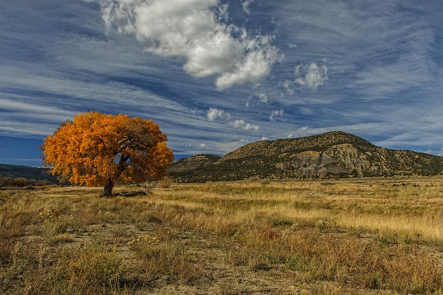 taronja, arbre, muntanya, blanc, núvols, blau, cel, fotografia de paisatge, caure, núvol, paisatge, naturalesa, tardor, sec, camp, fulles, full, dennis buchner, Nou Mèxic, planta, medi ambient, bellesa a la natura, núvol - cel, escenics - natura, terra, tranquil·litat, herba, escena tranquil·la, cap gent, escena no urbana, dia, creixement, a l'aire lliure, semiàrid, 4K