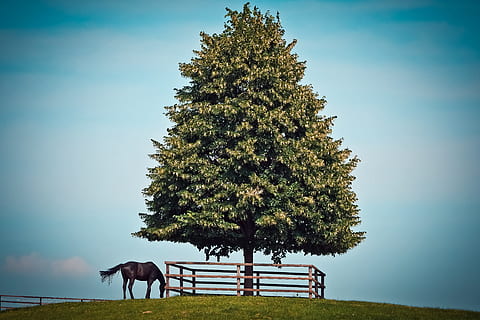 Brun, hest, grøn, træ løvværk, landskab, træ, natur, log, himmel, græs, blå, Mark, sommer, eng, græsse, dyr, idyl, spise, Port, hegn, slap af, hvile, plante, pattedyr, husdyr, indenlandske, dyre temaer, kæledyr, hvirveldyr, jord, dyreliv, ingen mennesker, planteædende, dag, udendørs, 4K, CC0, offentligt domæne, royaltyfrie