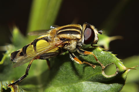 hoverfly, böcek, makro, büyük campestris, doğa, ortak bahçe kampı, yaz, hayvan yaban hayatı, vahşi hayvanlar, hayvan, hayvan temaları, bir hayvan, kapatmak, omurgasız, Yaprak, bitki bölümü, insansız, bitki, ön plana odaklanmak, yeşil renk, eklem bacaklı, gün, açık havada, hayvan vücut kısmı, doğada güzellik, 4K, CC0, kamu malı, telif ücretsiz