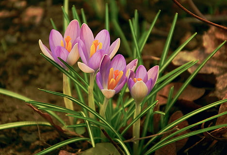 fire lilla blomster, krokus, forår, forårsbloem, lilla, flor, harbinger af foråret, have, blomst, blomstrende plante, friskhed, plante, sårbarhed, skrøbelighed, skønhed i naturen, kronblad, vækst, tæt på, blomsterhoved, blomsterstand, natur, iris, dag, ingen mennesker, Mark, jord, 4K, CC0, offentligt domæne, royaltyfrie
