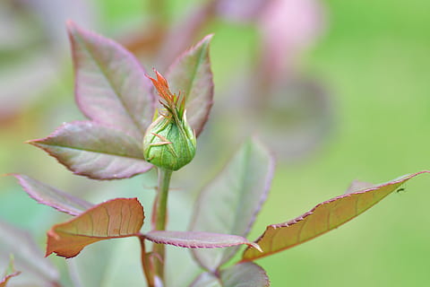 selektiv, fokus fotografering, grøn, bladede, plante, blomst, knap, forår, blad, plante del, tæt på, skønhed i naturen, vækst, fokus på forgrunden, natur, blomstrende plante, skrøbelighed, grøn farve, sårbarhed, ingen mennesker, friskhed, dag, hvirvelløse, insekt, udendørs, dyr, blomsterhoved, blade, bægerblad, 4K, CC0, offentligt domæne, royaltyfrie