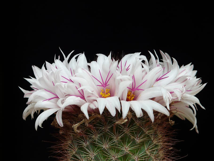 foto de primer pla, flors de pètals blancs i roses, cactus, blanc, flors, florir, mammillaria albicans, mammillaria, hivernacle de cactus, cactàcies blanquinoses, inclou vidre, porpra, rosa, mammillaria slevinii, floració de la corona, corona, flor, fons negre, naturalesa, planta, aïllat en negre, primer pla, flor única, macro, pètal, bellesa a la natura, cap de flor, color rosa, cap gent, tir de l'estudi, planta amb flors, fragilitat, vulnerabilitat, frescor, inflorescència, creixement, Color blanc, a l'interior, pol·len, 2K