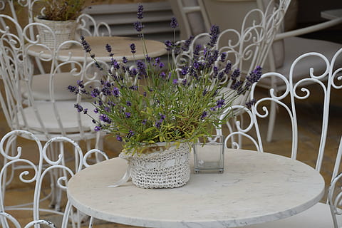 lavanda, mesa, Italia, flor, planta floreciendo, planta, florero, nadie, adentro, frescura, mueble, decoración, naturaleza, asiento, silla, arreglo, púrpura, arreglo floral, configuración de lugar, belleza en la naturaleza, de cerca, interior de la casa, cabeza de flor, ajuste, ramo de flores, mantel individual, 4K, CC0, dominio público, libre de derechos