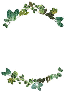 fulles, frontera, naturalesa, marc, disseny, fullatge, color, verd, natural, full, part de la planta, tir de l'estudi, fons blanc, planta, color verd, a l'interior, còpia espai, cap gent, creixement, menjar, natura morta, frescor, bellesa a la natura, primer pla, menjar i beguda, herba, tallar, alimentació saludable, fulla de menta - culinària, 1080P, CC0, domini públic, lliure de regalies