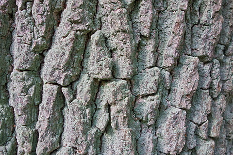 Borke, Pappel, Baum, Log, Stamm, Vollbild, Hintergründe, texturiert, Nahansicht, keine Leute, Baumstamm, Rau, Kofferraum, Muster, Tag, Pflanze, draußen, Natur, natürliches Muster, Pflanzenrinde, Wachstum, verwittert, die Architektur, gebaute Struktur, Struktureffekt, ruiniert, 4K, CC0, gemeinfrei, lizenzfrei
