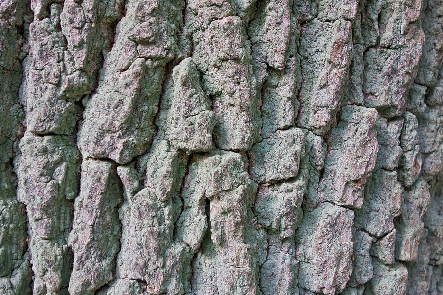 bark, poppel, træ, log, stamme, fuld ramme, baggrunde, tekstureret, tæt på, ingen mennesker, træstamme, ru, bagagerum, mønster, dag, plante, udendørs, natur, naturligt mønster, plantebark, vækst, forvitret, arkitektur, bygget struktur, tekstureret effekt, ødelagt, 4K