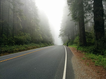 boira, carretera, bosc, negre, envoltat, arbres, ruta, arbre, carrer, bicicleta, horitzó, núvol, viatjar, ennuvolat, carretera forestal brumosa, carretera forestal, planta, el camí a seguir, transport, direcció, marcatge de carreteres, símbol, marcatge, naturalesa, signe, bellesa a la natura, dia, perspectiva decreixent, tranquil·litat, cap gent, carretera buida, asfalt, a l'aire lliure, línia divisòria, 2K, CC0, domini públic, lliure de regalies