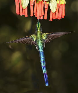 blau, verd, ocell, poc profund, focalitzar la fotografia, colibrí, volant, vermell, flors, insecte, error, volar, flor, un animal, animals a la natura, fauna animal, animal, temes d'animals, vertebrats, centrar-se en primer pla, ales separades, primer pla, cap gent, dia, a l'aire, naturalesa, bellesa a la natura, moviment, a l'aire lliure, ala dels animals, 4K, CC0, domini públic, lliure de regalies