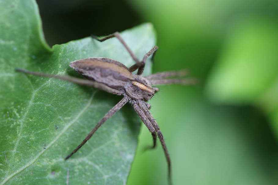 Spinne, Insekt, Lebensmittel, fliegen, Natur, Beine, springende Spinne, Tier, Tierwelt, Spinnentier, Nahansicht, Makro, ein Tier, wirbellos, Tierthemen, Tiere in freier Wildbahn, Pflanzenteil, Blatt, grüne Farbe, Tierkörperteil, Gliederfüßer, Pflanze, keine Leute, selektiver Fokus, Zoologie, draußen, Tierbein, Tierflügel, 5K