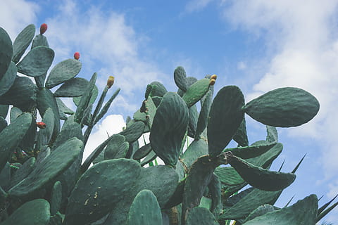 low, angle photo, green, blue, sky, photography, Cactus, plant, thorn, nature, cloud, growth, leaf, cloud - sky, low angle view, day, outdoors, close-up, green color, beauty in nature, succulent plant, no people, plant part, freshness, flower, tranquility, food and drink, 5K, CC0, public domain, royalty free