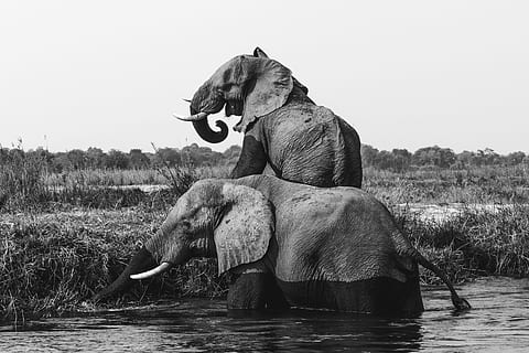 gråtonebillede, to, elefanter, legeme, vand, elefant, gråtoner, Foto, flod, strøm, Mark, græs, dyr, dyreliv, sort og hvid, pattedyr, natur, dyr i naturen, safari dyr, stor, Afrika, et dyr, dyre temaer, udendørs, kun en mand, skyfri himmel, hvirveldyr, havnefronten, dag, himmel, husdyr, sø, dyre trunk, kæledyr, dyr kropsdel, planteædende, 2K, CC0, offentligt domæne, royaltyfrie