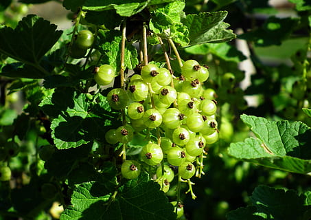 solbær, modning, Busk, frugt, forår, have, vækst, plante, blad, grøn farve, mad og drikke, plante del, mad, sund kost, friskhed, natur, skønhed i naturen, tæt på, ingen mennesker, dag, fokus på forgrunden, hængende, træ, velvære, landbrug, udendørs, moden, 2K, CC0, offentligt domæne, royaltyfrie