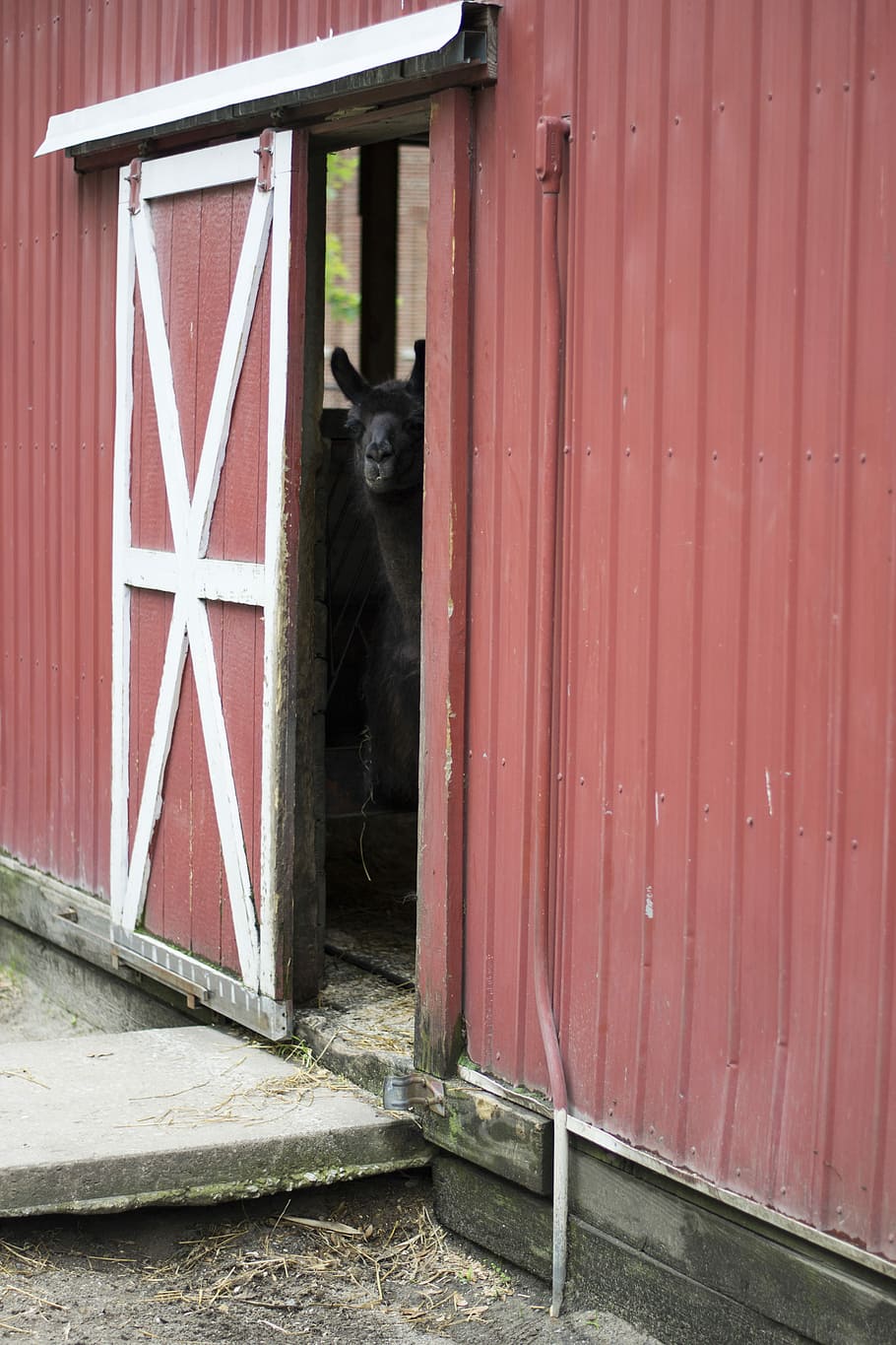 peek-a-llama, otevřeno, Červené, bílý, kůlny, dveře, budova, stodola, lama, zvíře, jednoho zvířete, obratlovců, savec, domácí mazlíčci, zvířat, domácí, domácí zvířata, den, nikdo, stavba, architektura, dřevo - materiál, exteriér budovy, kočka, Kočkovitý, domácí kočka, Černá barva, venku, vous, 4K