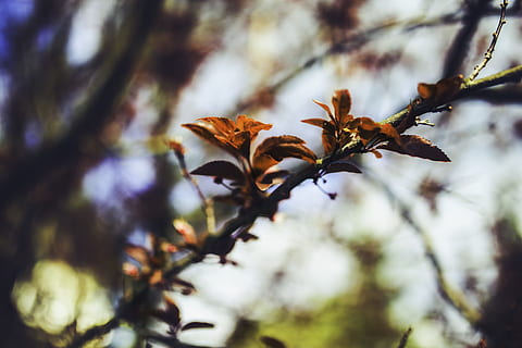 Kirsche, Blätter, Blatt, Frühling, jung, Pflaume, Prunus cerasifera, Myrobalanpflaume, Natur, Baum, Ast, draußen, Pflanze, Wald, Jahreszeit, Nahansicht, Schönheit in der Natur, Farbbild, keine Leute, Makro, Tag, selektiver Fokus, Blume, Wachstum, Fokus auf den Vordergrund, Verletzlichkeit, blühende Pflanze, Zerbrechlichkeit, Frische, Pflanzenteil, Zweig, 5K, CC0, gemeinfrei, lizenzfrei