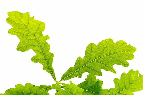 frunze verzi, frunze, verde, frunze de stejar, structura frunzei, frunză de copac, vene de frunze, buchengewaechs, închide, natură, biologie, istoria naturala, Culoarea verde, elimina, fundal alb, studio shot, a închide, fundaluri, nici o persoana, prospeţime, parte a plantelor, plantă, mediu inconjurator, Hartă, în aer liber, creştere, harta lumii, cer, vena frunzelor, spațiu copie, conservarea mediului, frunză de arțar, 2K, CC0, domeniu public, fără drepturi de autor
