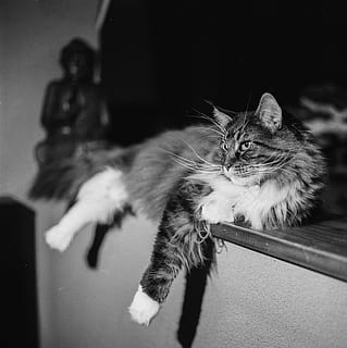 kucing, berpose, bohong, imut, hewan, pose, membelai, manis sekali, muda, lucu, lokal, licik, hangat, potret, manis, beristirahat, halus, anak kucing, sedang tidur, naik, bulu, kucing lucu, nyaman, dekat, bersantai, mengais, kucing rumahan, hewan peliharaan, binatang lokal, mamalia, bertulang belakang, satu binatang, relaksasi, dalam ruangan, kumis, tidak ada orang, interior rumah, fokus pada latar depan, memalingkan muka, 8K, CC0, domain publik, bebas royalti